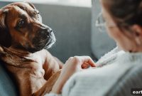 Dog Throwing Up? What to Give for Upset Stomach