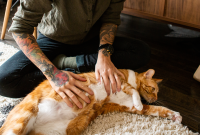 Pet Food Digestibility Explained: A Quick Guide