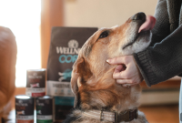 Why Gut Health Matters for Dogs and Cats