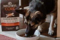 Strengthen Your Pet’s Immunity and Digestion