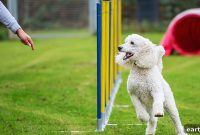 Most Intelligent Dog Breeds Ranked