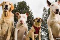 Discover Your Dog’s Breed: Quick Identification Guide
