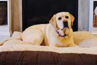 10 Benefits of Adopting a Senior Pet