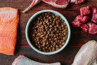 Feeding Guide for Newly Adopted Dogs and Cats