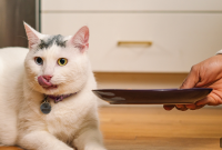 How to Transition Your Cat Between Dry and Wet Food