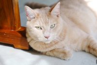 Cat Hairballs: Causes, Symptoms, Prevention and Treatment