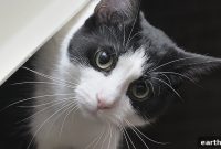 Probiotics for Cats: Benefits, Uses, and How to Choose