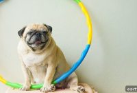 5 Brain Games That Prove Your Dog Outsmarts You