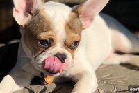 What to Feed Puppies: A Puppy Nutrition Guide