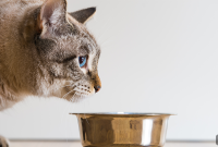 Cat Won’t Eat Dry Food? 6 Ways to Make Mealtime Fun