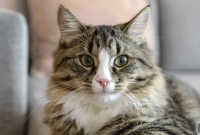 Why Won’t My Cat Eat? Causes, Symptoms and What to Do