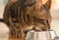 Cat Food for Sensitive Stomachs: Vet-Recommended Options
