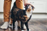 Decode Your Cat’s Mealtime Body Language