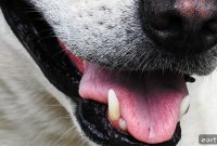 How Much Does Dog Teeth Cleaning Cost? Average Prices