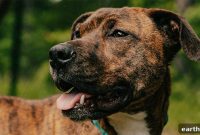 Freeze-Dried Dog Food: Is It Safe and Nutritious for Dogs?
