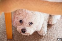 CBD Oil for Dogs: Benefits and Potential Side Effects