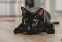 Is Your Cat a Couch Potato? 5 Ways to Stimulate Her Mind & Body