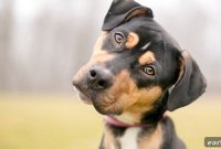 Is Grain-Free Dog Food Harmful to Dogs?
