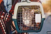 How to Foster a Pet Safely During Quarantine: Safety Checklist