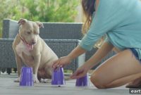 Boost Your Dog’s Mental Health: 5 At-Home Brain Exercises