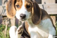 Dog Food for Itchy Skin: How to Choose