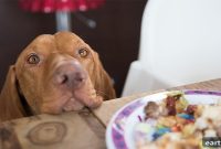 How to Prevent Overfeeding Dogs and Cats at Home