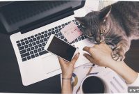 6 Ways to Stay Productive Working From Home With Pets