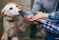 5 Ways to Support Animals and Shelters During COVID-19