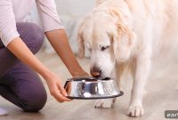 What to Feed Picky Dogs: Foods That Tempt Fussy Eaters