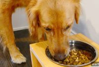 How to Build a High-Protein Diet Plan for Dogs
