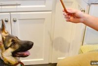 Choose the Right Dental Chew for Your Dog by Size and Breed