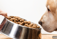 Dog Not Eating? 10 Signs It’s a Problem