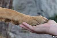 How to Adopt a Dog: A Step-by-Step Guide for New Owners