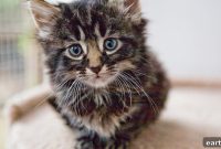 Kitten Development Milestones: When to Expect Key Skills