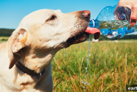 How Often Should You Change Your Pet’s Water Bowl?