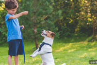 3 Dog Tricks Every Owner Should Teach