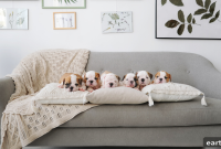 New Puppy Checklist: 20 Items Every Owner Needs