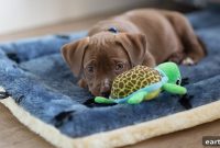 Puppy Food for Sensitive Stomachs: Vet-Recommended Options