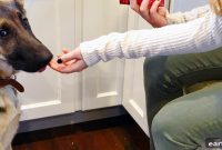 Large-Breed Puppy Food: Nutrition Guide for Growth and Joints