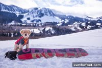 Ski and Snowboard With Your Adventure Dog: Essential Tips
