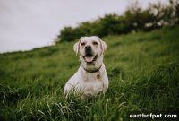 Dog DNA Test Benefits: What Your Pet’s Breed Reveals