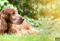 Senior Pet Care: Tips for Aging Dogs and Cats