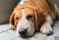7 Diabetes Signs in Dogs Every Owner Needs to Know