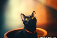 Why You Should Adopt a Black Cat