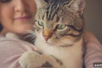 10 Signs You’re a Cat Person