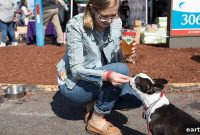 Oktoberfest Dog Breeds and Beer Pairings