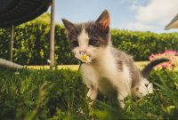 12 Ways to Keep Your Cat Cool This Summer