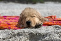 10 Essential Tips for Bringing Your Dog to the Beach