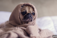 10 Ways to Calm Your Pet’s Anxiety and Stress