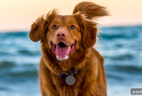 Pet ID: How Microchips and Tags Protect Lost Pets